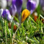 Korek dekoracyjny we wnętrzach – styl, izolacja i ekologia