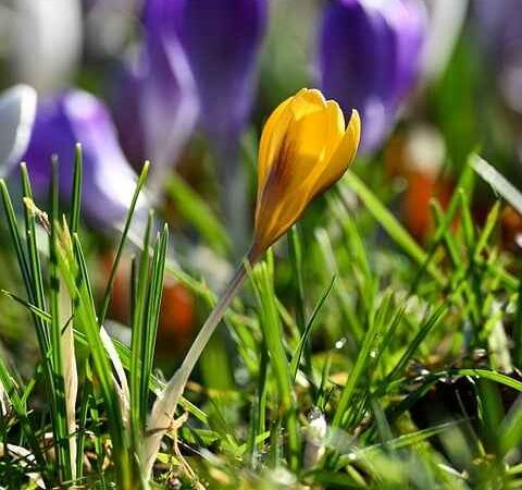 Korek dekoracyjny we wnętrzach – styl, izolacja i ekologia