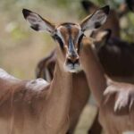 Swoboda w apartamencie – Twoje prawa i możliwości najmu